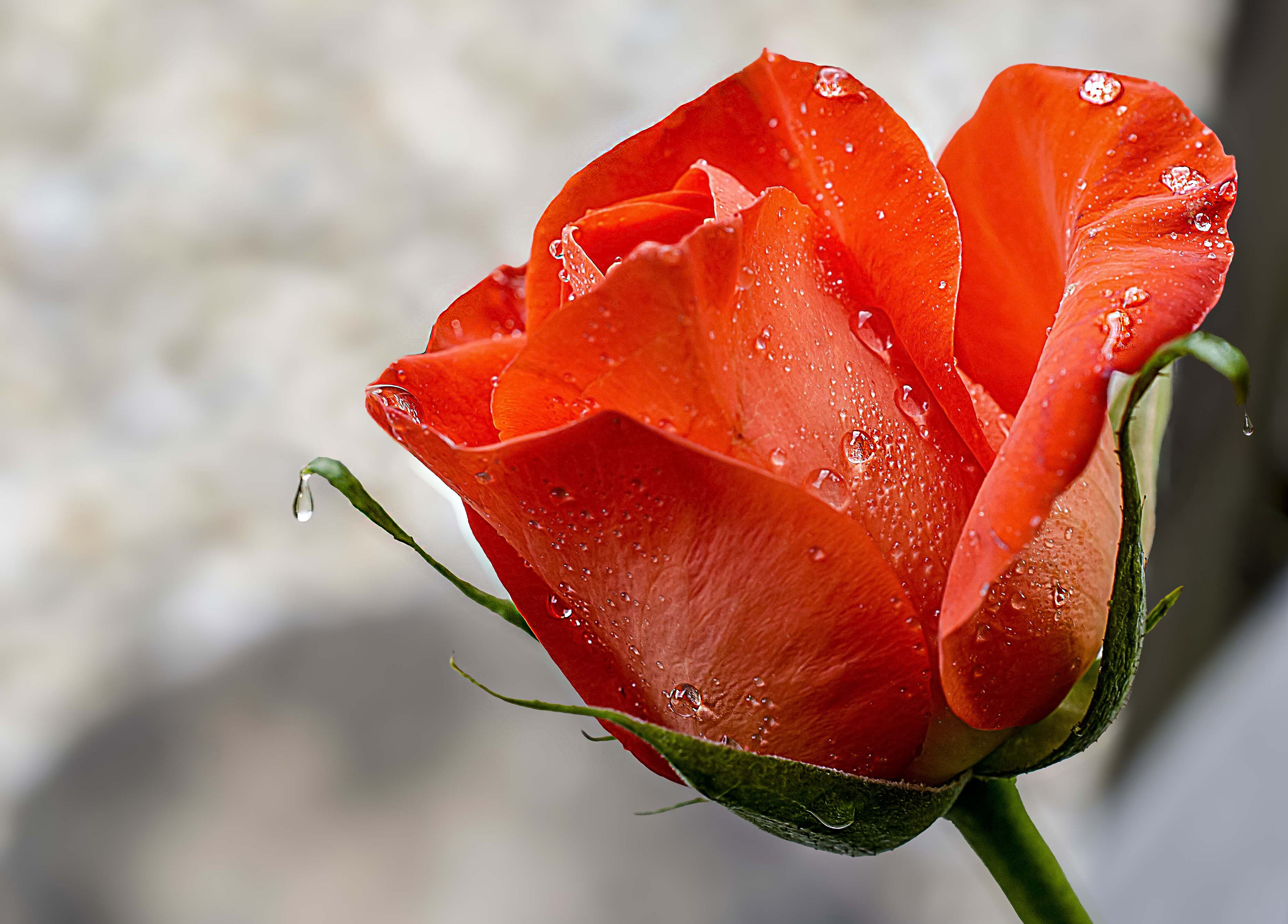 June ‘Single Flower’ Monthly Competition